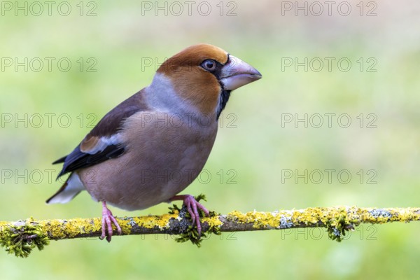 Hawfinch (Coccothraustes coccothraustes) sitting on a rotten branch, protected forest, Black Forest, Germany, Europe