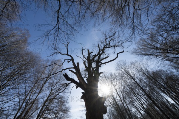 Primeval forest Urwald Sababurg, Hofgeismar, Weser Uplands, Weserbergland, Hesse, Germany, Europe