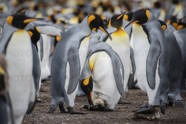 King penguins (Aptenodytes patagonicus), breeding pair with just laid egg, Volunteer Point, Falkland Islands, Great Britain, South Atlantic, South America