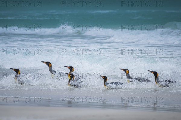 King penguins (Aptenodytes patagonicus) coming out of the sea, Volunteer Point, Falkland Islands, Great Britain, South Atlantic, South America