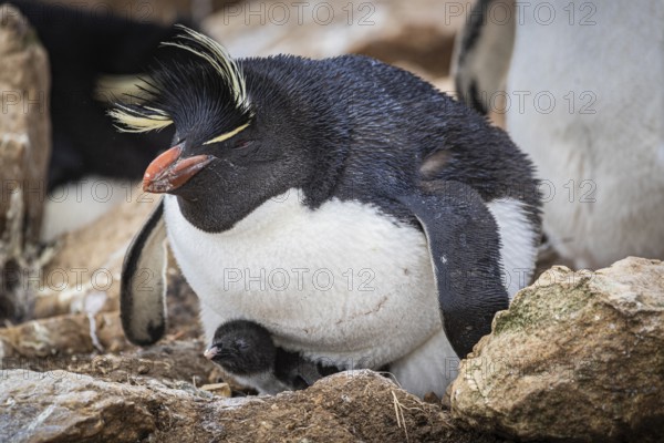 Rockhopper penguin (Eudyptes chrysocome), with chicks in its nest, Pebble Island, Falkland Islands, Great Britain, South Atlantic, South America