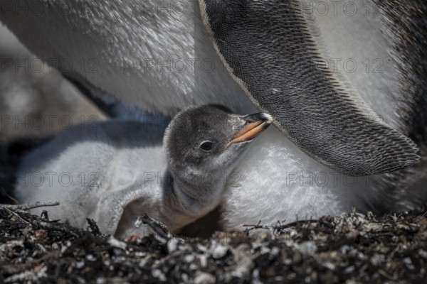 Gentoo penguin (Pygoscelis papua) on a nest with chicks, Pebble Island, Falkland Islands, Great Britain, South Atlantic, South America