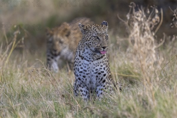 Leopard (Panthera pardus), Moremi Game Reserve, Okavango Delta, Maun, Botswana, Africa
