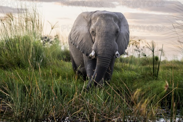 Elephant (Loxodonta africana) in the reeds, Moremi Game Reserve, Okavango Delta, Maun, Botswana, Africa