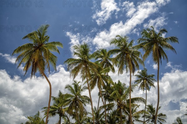 Palms