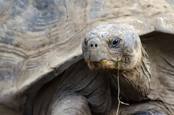 Giant tortoise