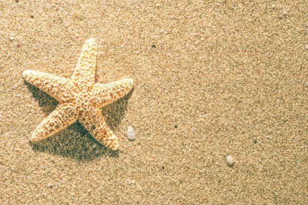 Sunrise on the beach. Starfish