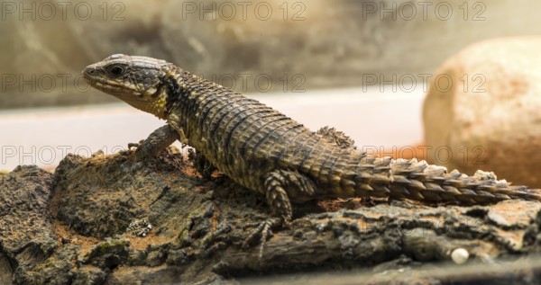 Lizard between leaves and stones