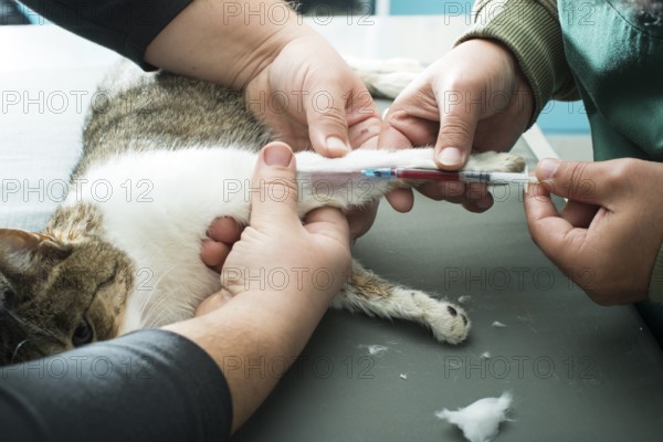 Veterinary Blood test. Cat in vetrinary