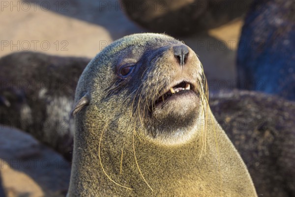 Charming marine mammals. Large animals - eared seals bask in the sun. Africa. Namibia. Cape Cross is the largest South African fur seal rookery in the world. Zoological tourism concept