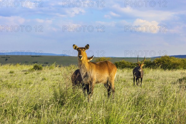Kenya. The most beautiful inhabitant of the African savannah is a waterbuck - large strong antelope. Safari in Masai Mara National Park. The concept of active, ecological and phototourism