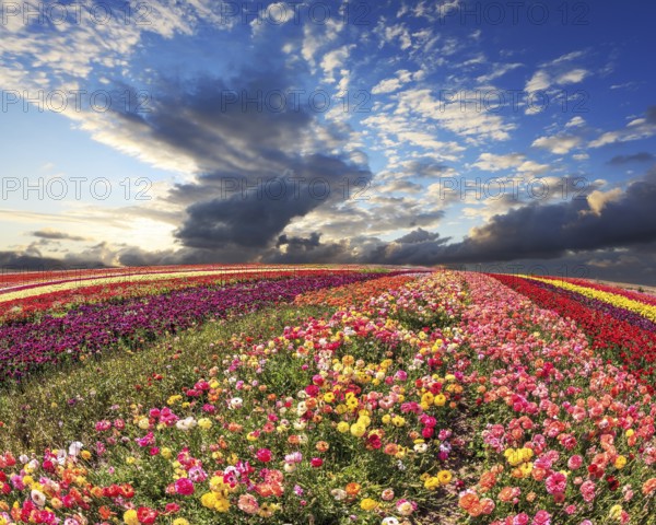 Spring storm over a field with buttercups. Flowers grow bright multi-colored strips and are ready to harvesting