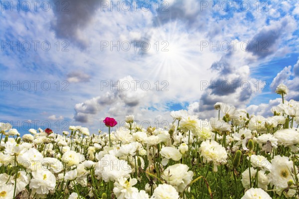 Israel. Picturesque fields of large terry white buttercups Ranunculus. The kibbutzim of the south grow beautiful flowers. Lush clouds fly in the blue sky