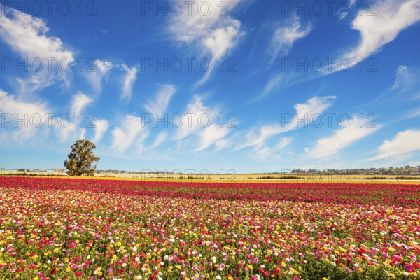 Picturesque huge fields of flowers. Multi-colored garden buttercups bloom in fields in southern Israel. The magnificent nature of Israel. Spring blue sky and light white clouds