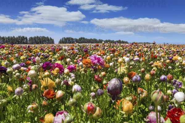 Magnificent kibbutz field of blossoming buttercups. Huge field of colorful buttercups. Spring in the south of Israel. Warm sunny spring day