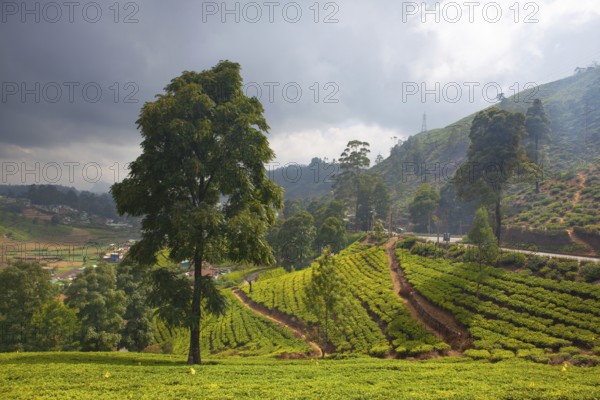 Nuwara Eliya tea plantation in Sri Lanka. Nuwara Eliya is the most important place for tea plantation and production in Sri Lanka