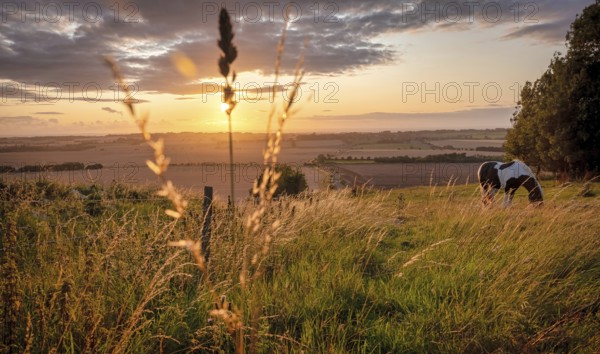 Horses pasturing in a rural landscape under warm sunlight with blue yellow and orange colors grazing grass trees and outstretched view in avesbury england