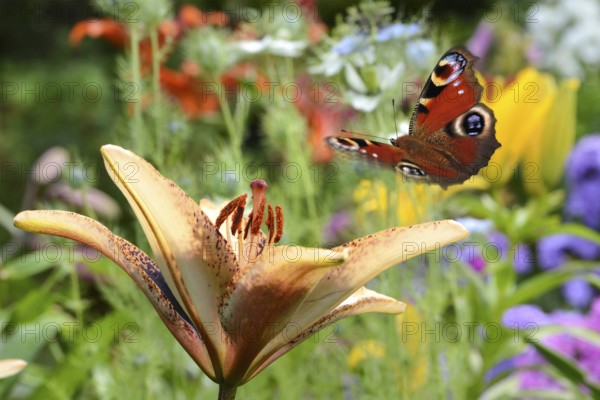 Flowers 647