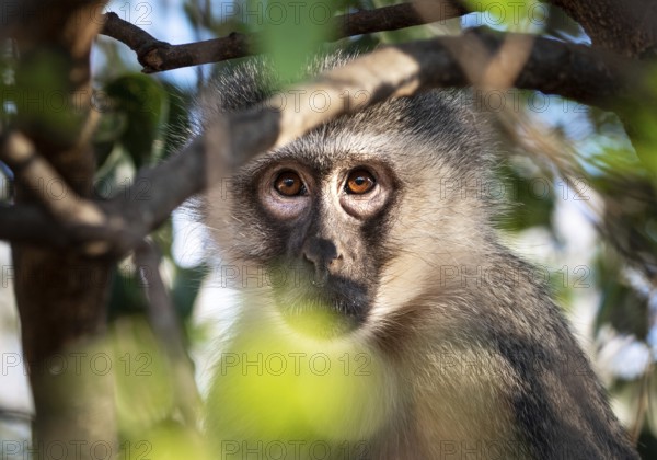 Vervet Monkey (Chlorocebus pygerythrus) hiding in a tree, close-up shot, Kruger National Park, South Africa, Africa