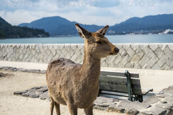 Encounter with an islander deer