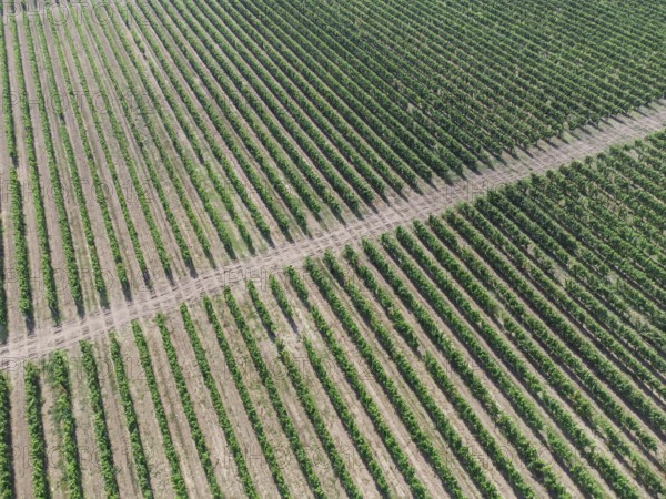 Green rows of grape bushes. Vineyard plantations. Agro-industrial zone