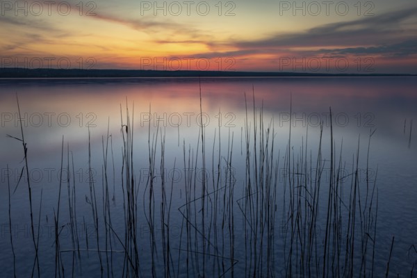 Calm evening mood at the lake with reeds in the foreground and colourful sunset, Lake Ammer, Bavaria, Germany, Europe