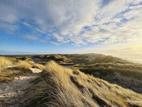 Dune landscape on the Danish west coast