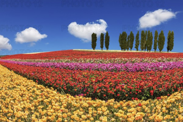 Huge fields of garden buttercups /ranunculus/ ripened for harvesting. Cypress alley decorated with landscape
