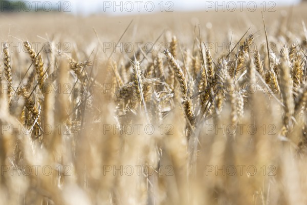 Wheat ears glowing in the sunlight in a field, Coxhill, Shepherdswell, Dover, Kent, Great Britain