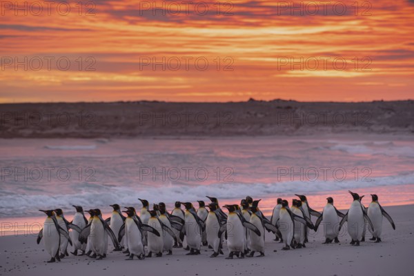 King penguins (Aptenodytes patagonicus), in the morning light on the beach, Volunteer Point, Falkland Islands, Great Britain, South Atlantic, South America