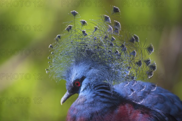 Goura Victoria exotic crowned bird