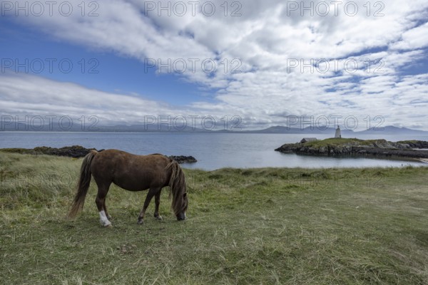 Brown horse grazing on a green meadow by the sea with Twr Mawr Lighthouse in the background, Ynys Llanddwyn, Newborough, Anglesey, Wales, United Kingdom, Europe