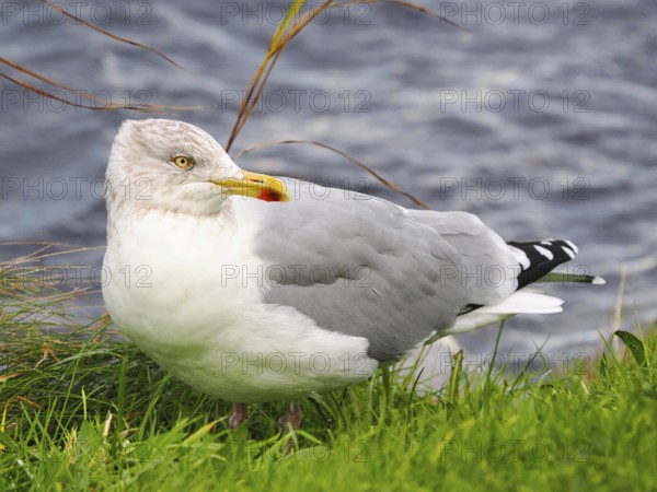 Seagull (Larinae) sitting by the water, Brouwersdam, province of South Holland, Netherlands