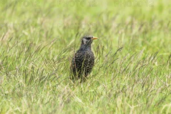 Common Starling in Green Grass (Sturnus vulgaris) European Starling