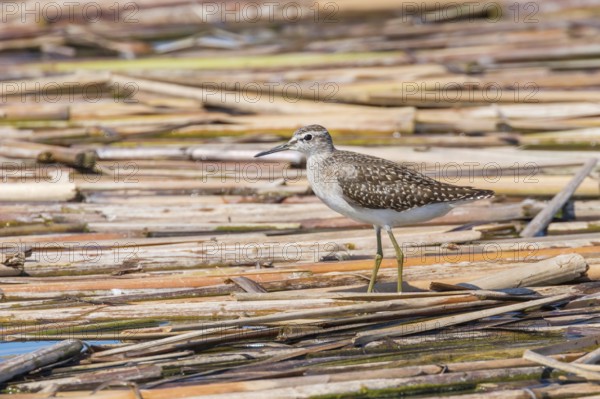 Sandpiper, Wood Sandpiper (Tringa glareola) Wader Bird Sandpiper