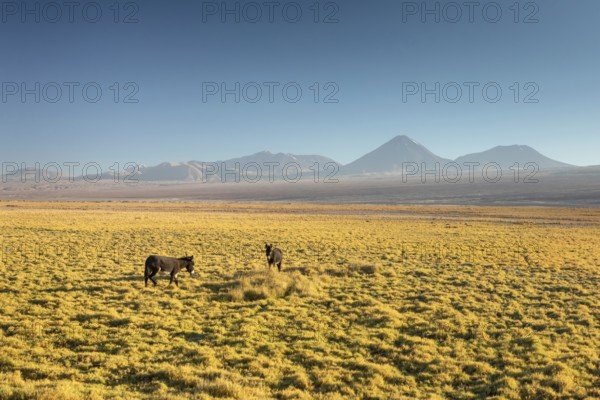 Atacama desert, Chile, Andes, South America. Beautiful view and landscape, South America