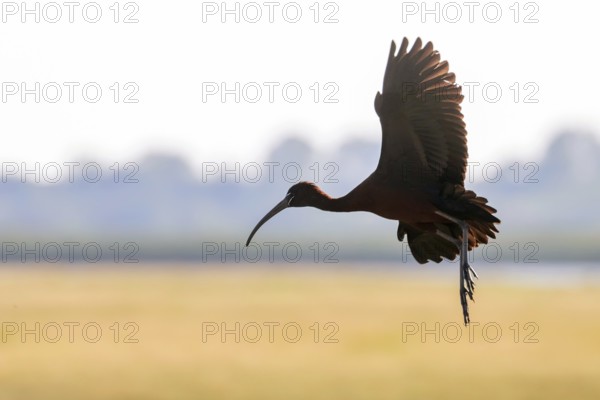 Glossy Ibis in Flight (Plegadis falcinellus)