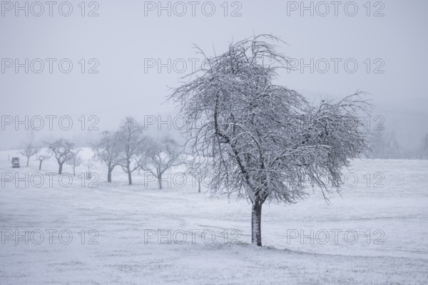 A lonely tree in a snowy landscape with fog in the background, Freudental, Allensbach, Lake Constance, Baden-Württemberg, Germany, Europe