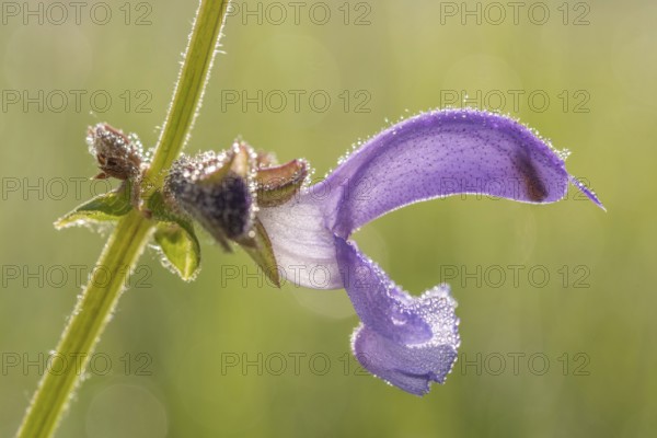 Sage flower in a clearing in the middle of a forest