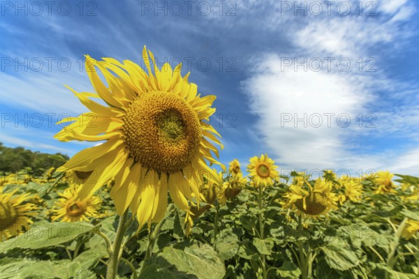 Sunflower flowers in a cultivated field in the french campaing