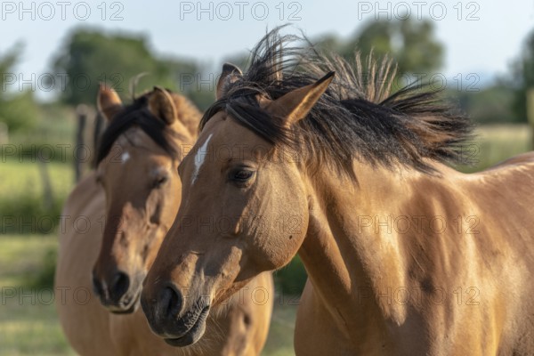 Horses in a pasture in the French countryside in spring