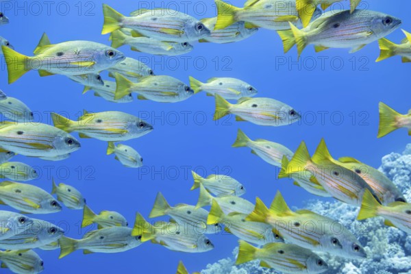 One Spot Snappers in the Red Sea Egypt