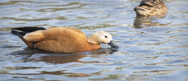 Ruddy Shelduck