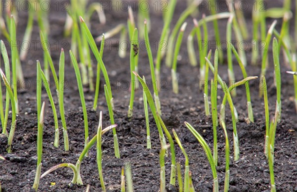 Young sprouts of wheat, growing grain crops in the field