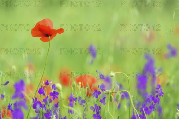 Close up in poppy field and sun. Spring summer nature background concept. Shallow deep of field. Selective focus
