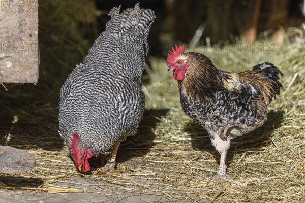 Raising free-range chickens in the open air on a farm. Bas-Rhin, Alsace, Grand Est, France, Europe