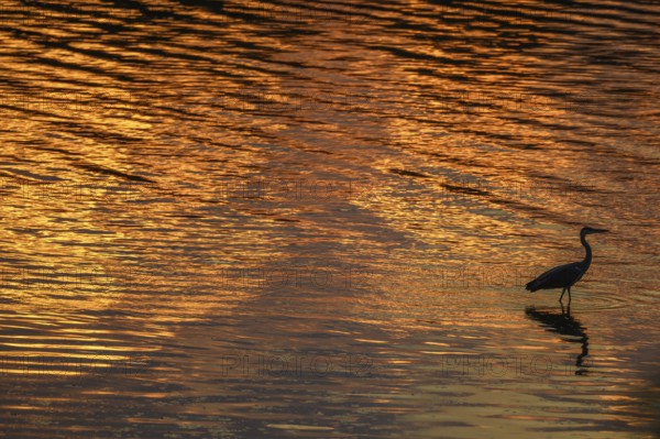 Silhouette of a gray heron (Ardea cinerea) on the banks of the Rhine at dusk. Sasbach am Kaiserstuhl, Emmendingen, Fribourg-en-Brisgau, Bade-Wurtemberg, Allemagne