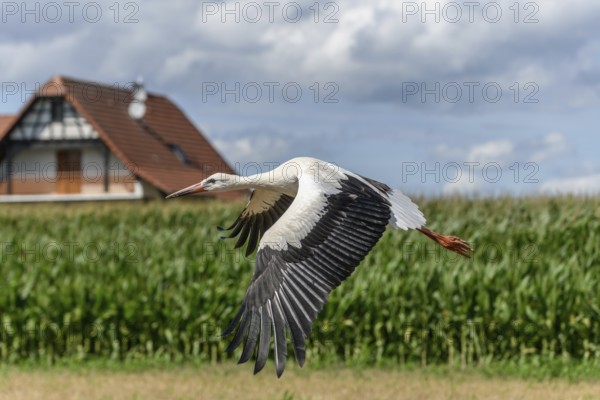 White stork (ciconia ciconia) taking flight. Bas-Rhin, Collectivite europeenne d'Alsace, Grand Est, France, Europe