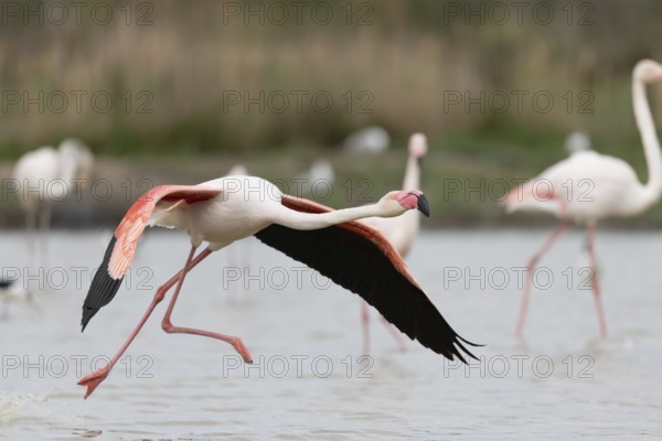 Greater Flamingos (Phoenicopterus roseus) taking off in a Camargue pond. Saintes Maries de la Mer, Parc naturel regional de Camargue, Arles, Bouches du Rhone, Provence Alpes Cote d'Azur, France, Europe