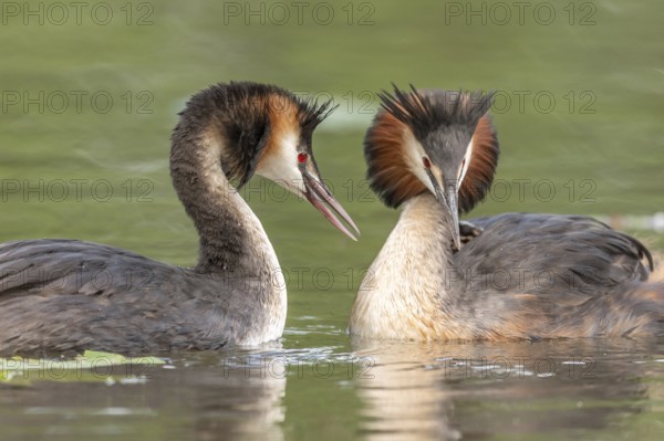 Couple of great crested grebe (Podiceps cristatus) in courtship display in a river. Bas-Rhin, Collectivite europeenne d'Alsace, Grand Est, France, Europe